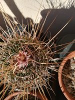 3  Longispinus Esteno cactus Crispatua  - 28 3 - 23  otro tono.jpg