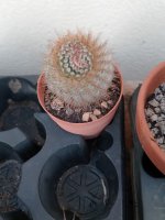 cactus 22-1-24.jpg