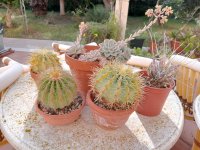 1- cactus y suculenta en la mesa 18-1-24.jpg