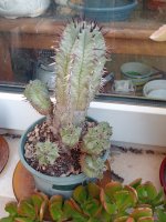 8 Euphorbia.jpg