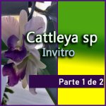 GADESPLANT_CABECERA_CATTLEYA_PM_INVITRO_1_de_2.jpg