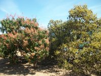 Aguacate y Mango en floración (15.03.24).JPG