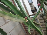 Pitaya Desert King, botón de flor (20.04.24) 1.JPG