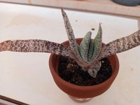 gasteria  carinata vr. verrucosa     -9-12-23.jpg