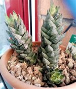 Haworthia coarctata 02.jpg