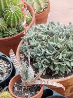 5- gasteria verrugosa y faucaria felina- 8-5-24.jpg