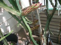 Pitaya Desert King invernadero, botones de flor (18.05.24) 3.JPG