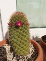 2 mammillaria backerbergeana -8-2-19.jpg