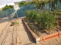 Tomateras en bancal, primer tomate rojo (25.05.24).JPG