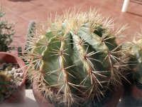 1 ferocactus Alamosanus -12-1-24.jpg