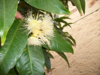 Manzano de agua (Syzygium aqueum), flores (27.06.24) 1.JPG