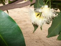 Manzano de agua (Syzygium aqueum), flores (27.06.24) 2.JPG