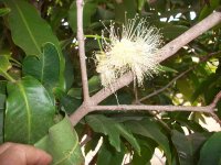 Manzano de agua (Syzygium aqueum), flores (27.06.24) 3.JPG