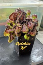 Cephalotus Capuccino.jpg