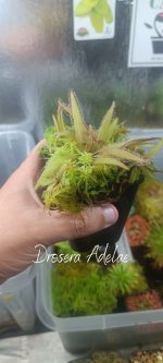 Drosera Adelae.jpg