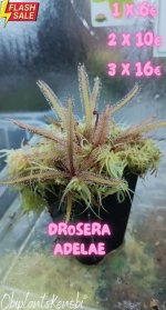 Drosera Adelae Ofertas 2024.jpg