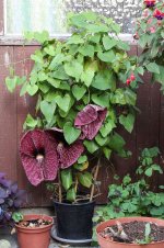 Aristolochia-gigante-en-peru.jpg