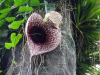 Aristolochia-grandiflora-24-3-botanico.jpg