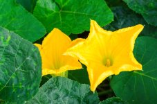 pumpkin-flower.jpg.jpg