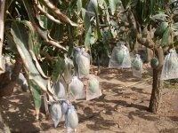 Mangos embolsados en arbol (13.08.22) 3.JPG