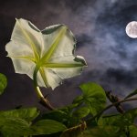 Moonflower4-min.jpg