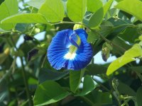 clitoria-ternatea-1738521_640.jpg