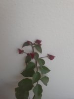 20250504_104854.jpg 20250504_104854.jpg