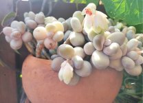 Pachyphytum oviferum.jpg