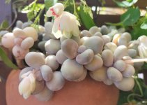 Pachyphytum oviferum2.jpg