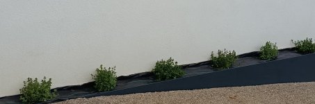 1000091450.jpg