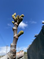 IMG_0641.jpeg