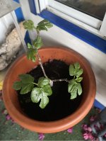 IMG_1358.jpeg