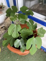 IMG_1356.jpeg
