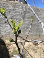 IMG_1360.jpeg