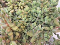 Crassula desconocida2.jpg