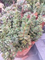 Crassula desconocida1.jpg
