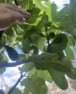 IMG_1423.jpeg