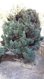 arbre1.jpg