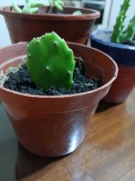 cactus recién adquirido.JPEG