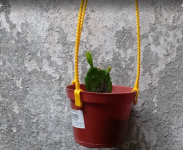 cactus opuntia bebé.png
