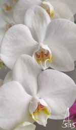 phal fo.jpg