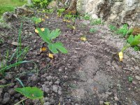 vivero.jpg