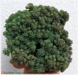 Sedum rubens 02.jpg