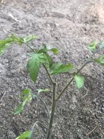plantas.jpeg