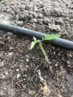 plantas2.jpeg