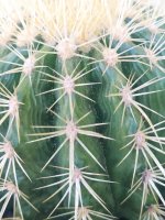 cactus1.jpg cactus1.jpg