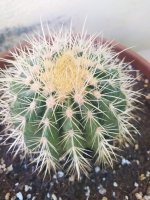 cactus4.jpg cactus4.jpg