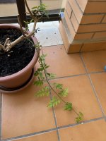 IMG_8328.jpeg