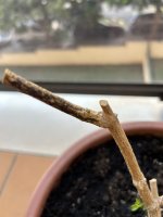IMG_8327.jpeg
