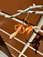IMG_4282.jpeg